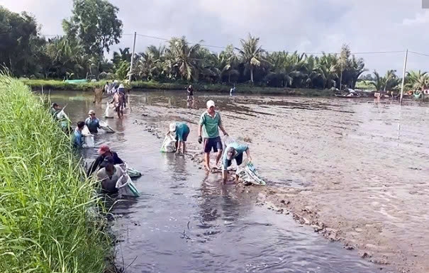 Cần Thơ: Hiệu quả mô hình sản xuất thích ứng biến đổi khí hậu