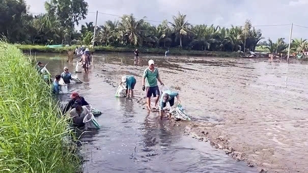 Cần Thơ: Hiệu quả mô hình sản xuất thích ứng biến đổi khí hậu