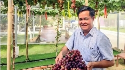 Cần Thơ: Thi đua sản xuất, kinh doanh giỏi