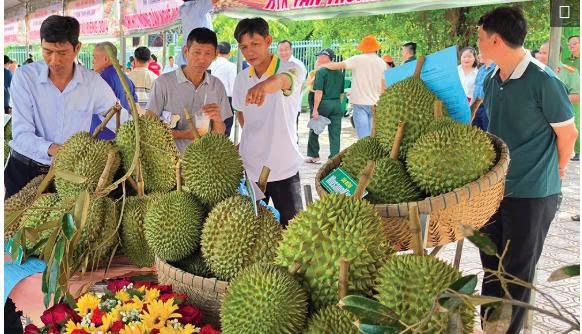 Cần Thơ: Hiện đại hóa nông nghiệp từ tư duy liên kết chuỗi