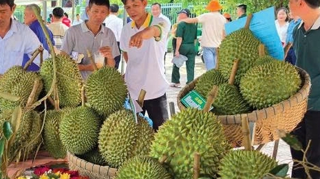 Cần Thơ: Hiện đại hóa nông nghiệp từ tư duy liên kết chuỗi
