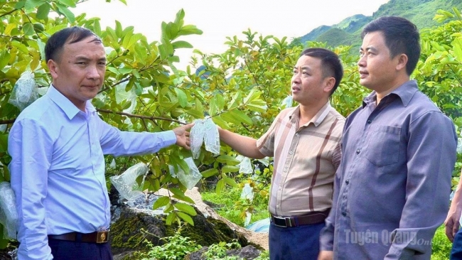 Tuyên Quang: Lùng Tám phát triển nông nghiệp hàng hóa
