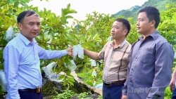 Tuyên Quang: Lùng Tám phát triển nông nghiệp hàng hóa