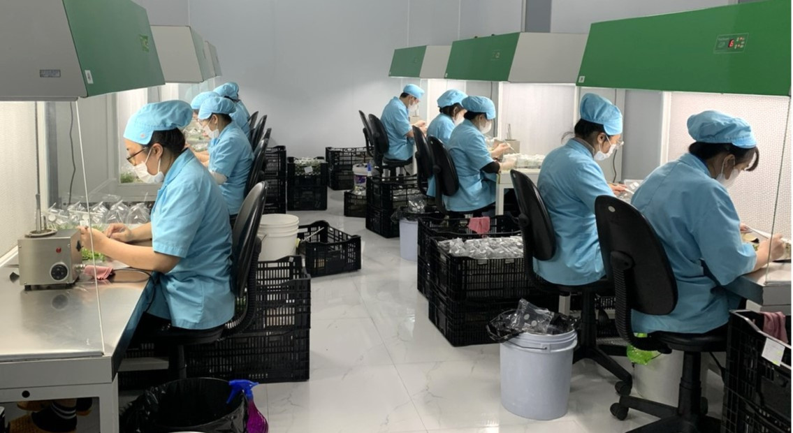 Lâm Đồng: Mở rộng thị trường xuất khẩu hạt giống rau