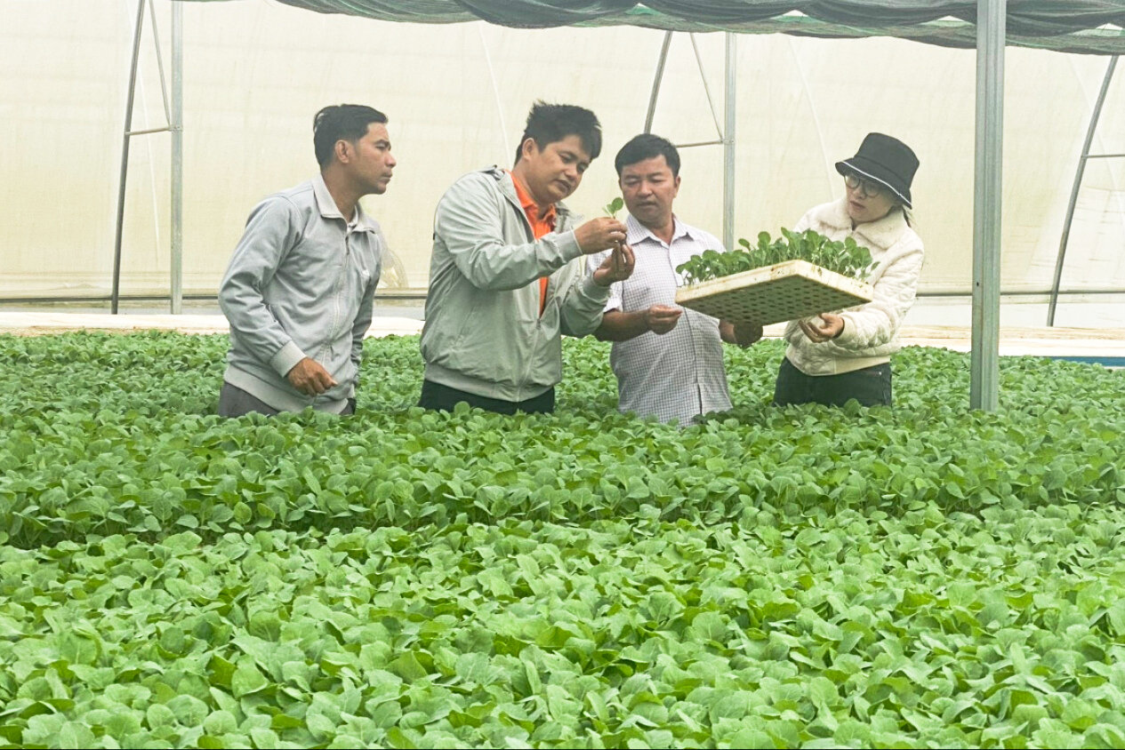 Lâm Đồng: Mở rộng thị trường xuất khẩu hạt giống rau