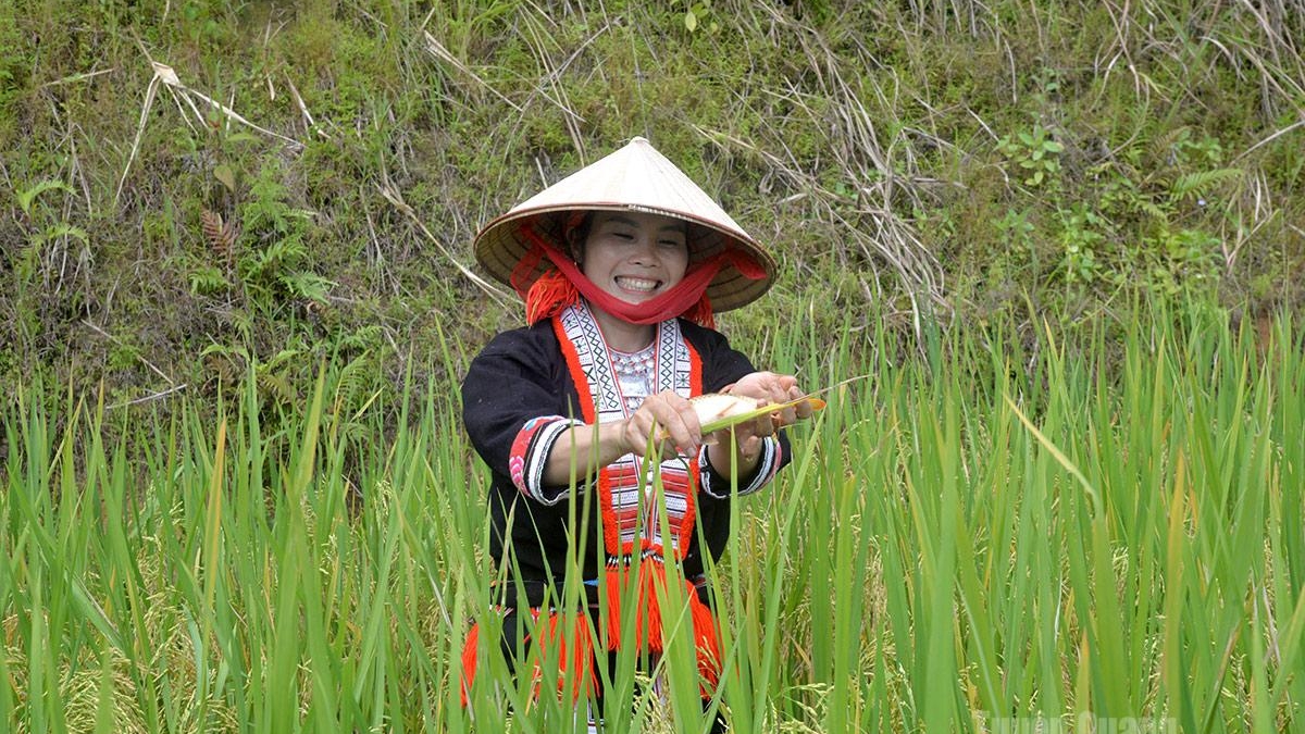 Tuyên Quang: Mùa cá chép ruộng