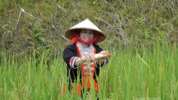 Tuyên Quang: Mùa cá chép ruộng