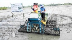 Cần Thơ: Nhân rộng mô hình hiệu quả từ Đề án 1 triệu héc-ta lúa