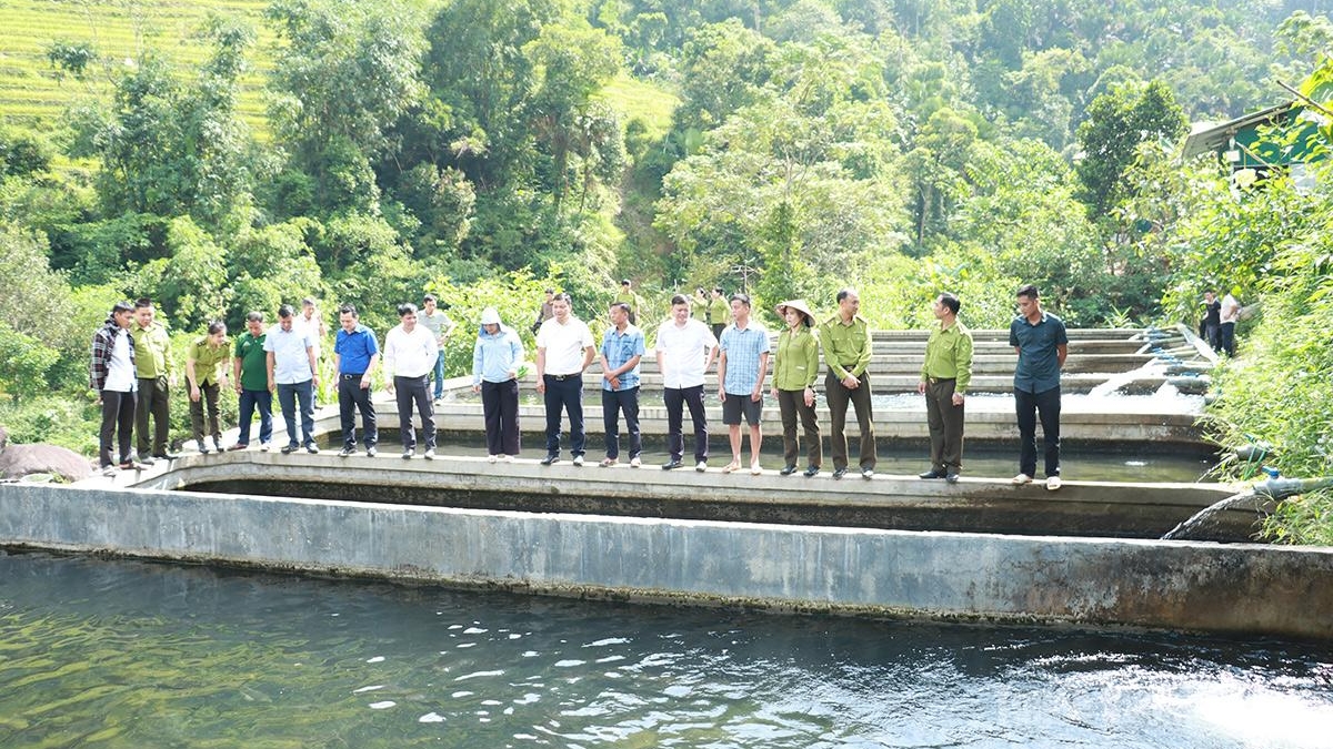 Tuyên Quang: Hỗ trợ vốn phát triển sinh kế gắn với bảo vệ rừng tại xã Cao Bồ