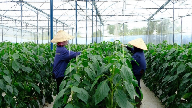 Lâm Đồng: Mở rộng vùng rau, hoa công nghệ cao