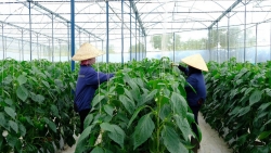Lâm Đồng: Mở rộng vùng rau, hoa công nghệ cao