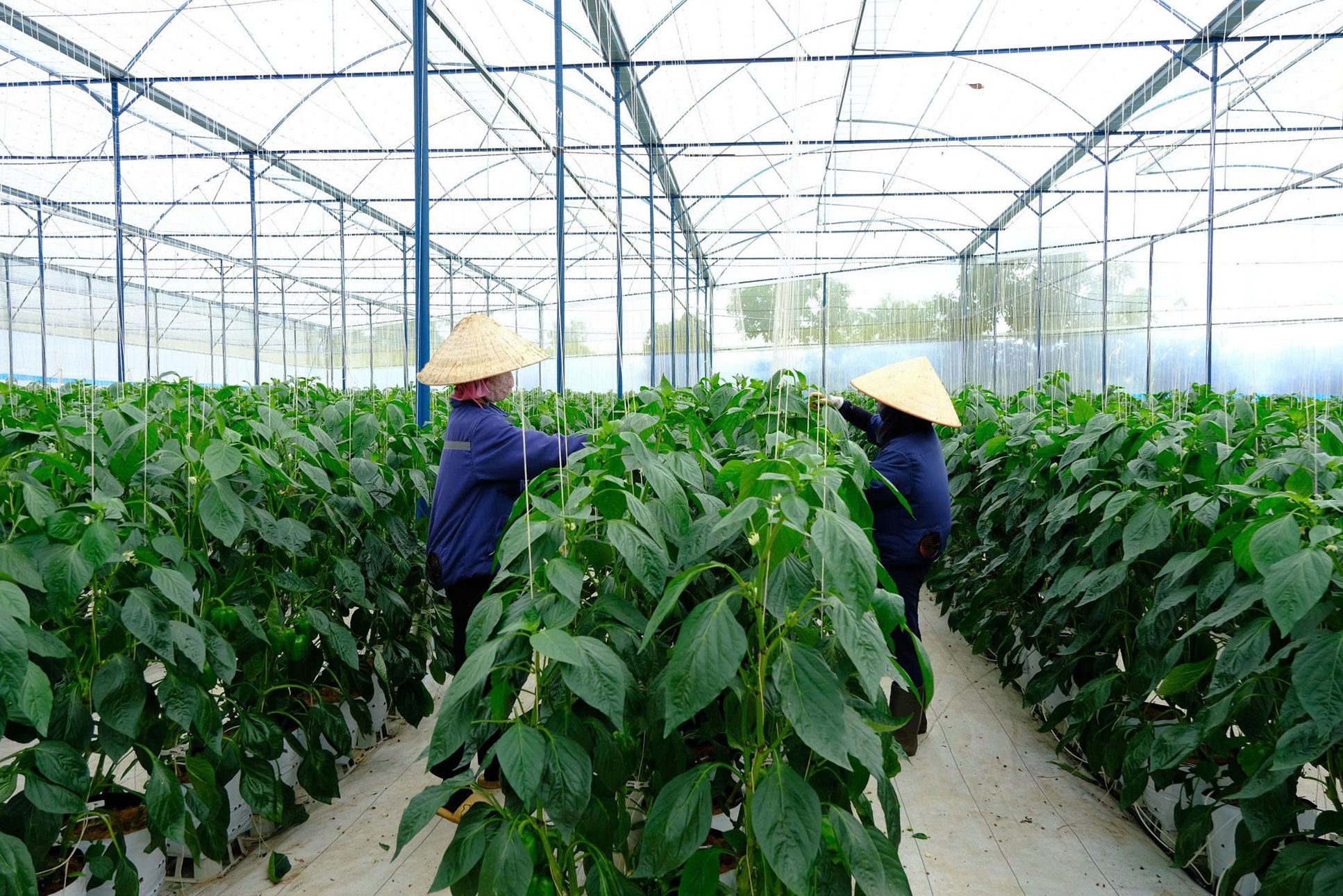 Lâm Đồng: Mở rộng vùng rau, hoa công nghệ cao