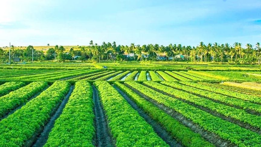 Lâm Đồng: Hành trình đưa rau sạch vào siêu thị