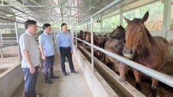 Tuyên Quang: Bắc Quang đánh thức lợi thế để giảm nghèo