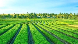 Lâm Đồng: Hành trình đưa rau sạch vào siêu thị