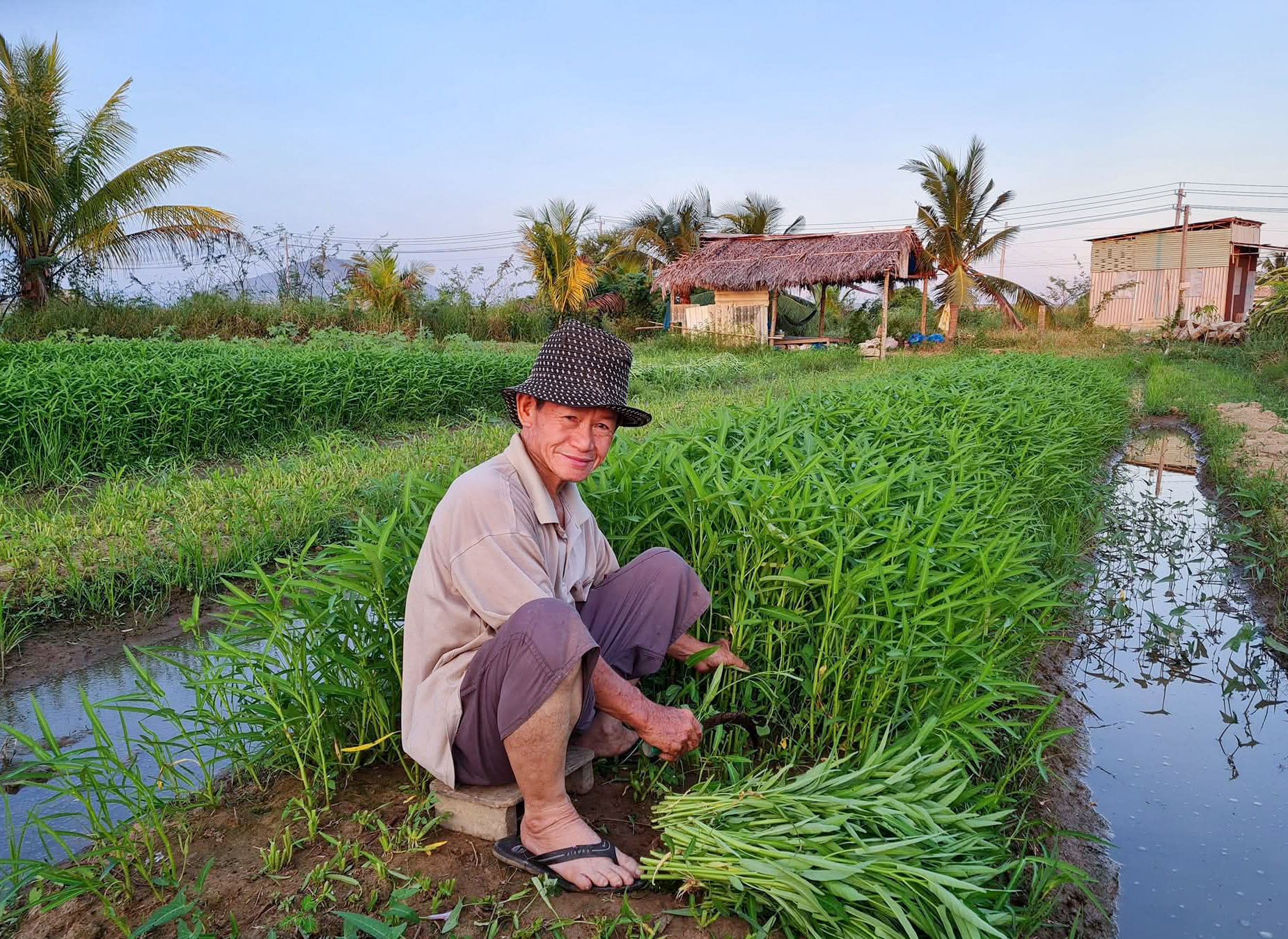 Lâm Đồng: Hành trình đưa rau sạch vào siêu thị