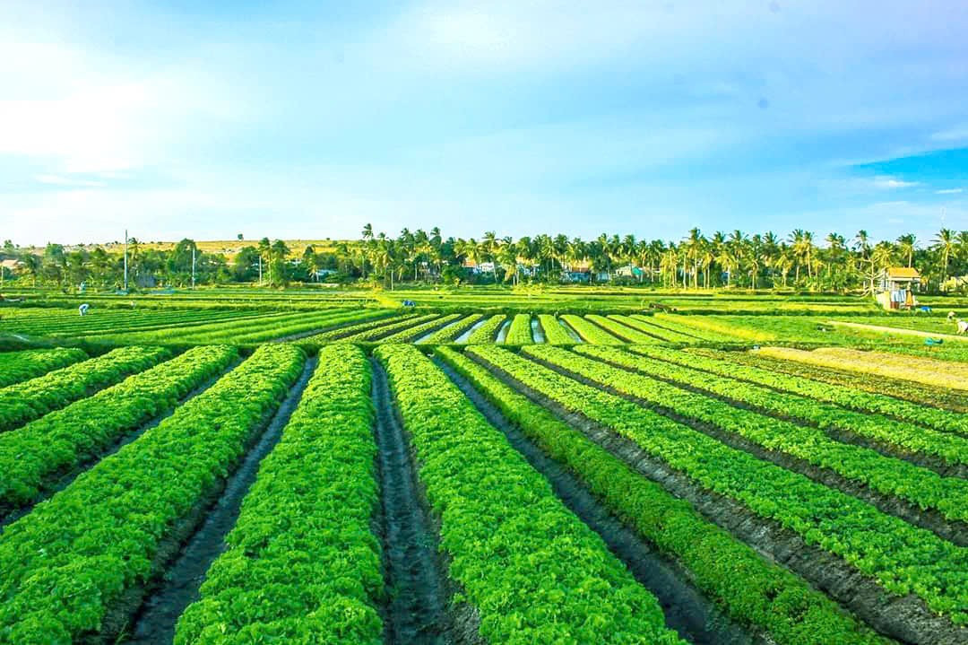 Lâm Đồng: Hành trình đưa rau sạch vào siêu thị