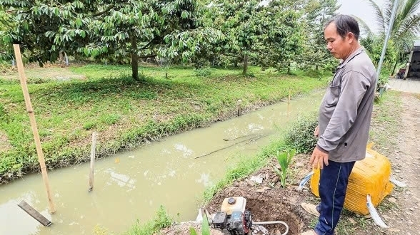 Cần Thơ: Chủ động bảo vệ vườn cây ăn trái mùa mưa lũ