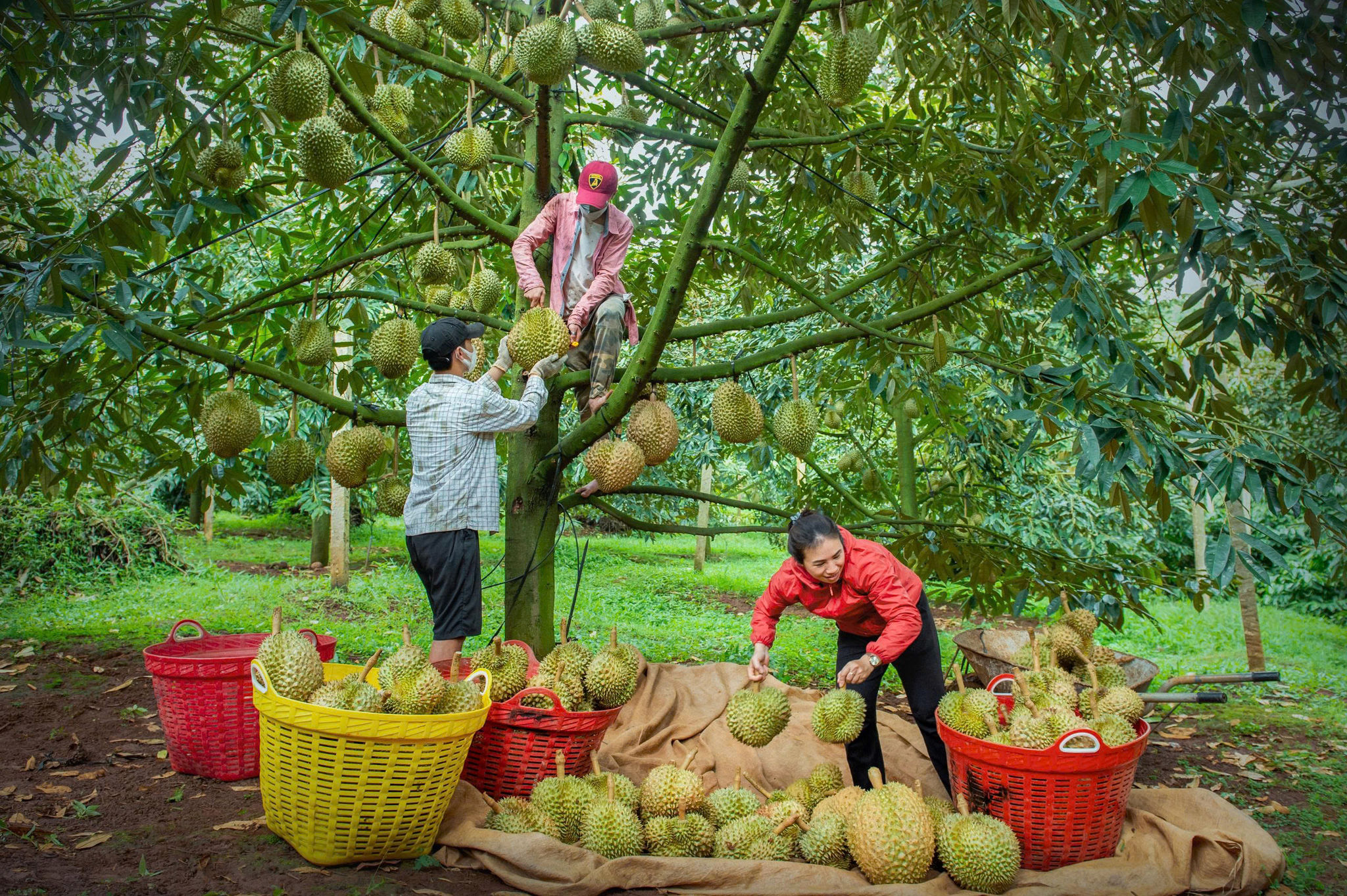 Lâm Đồng: Nông sản Lâm Đồng cần “lá chắn” phòng vệ thương mại