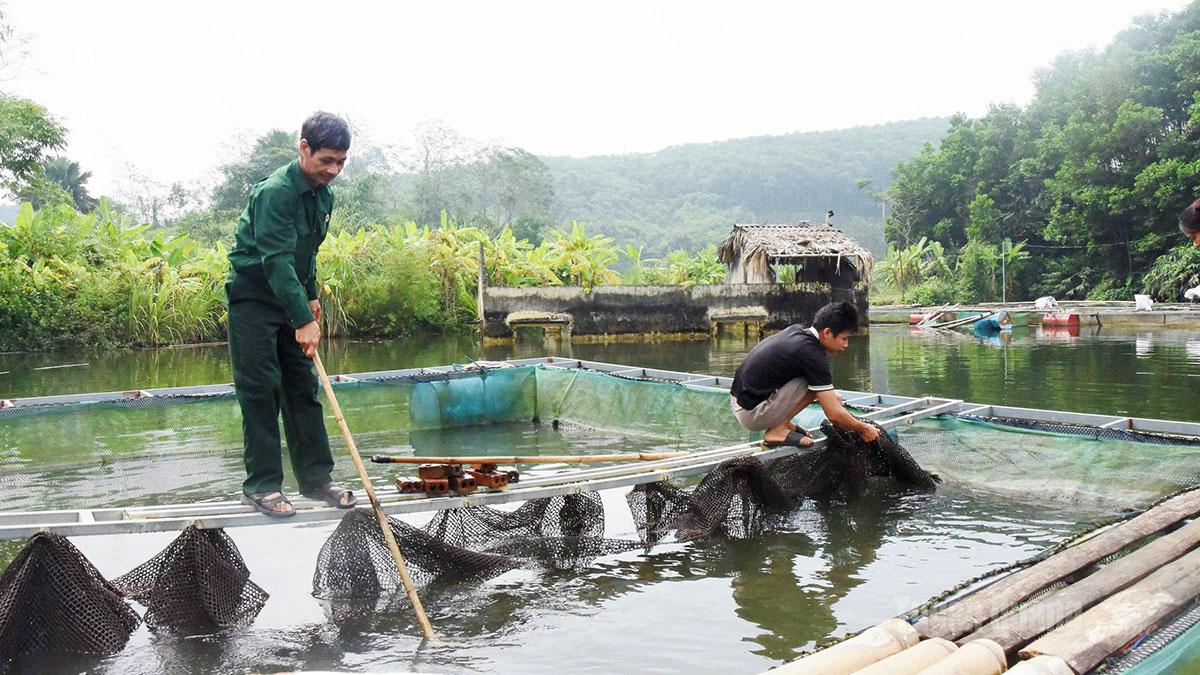 Ông Giang thường xuyên kiểm tra lồng nuôi để   kịp thời phát hiện những   bất thường của đàn cá.