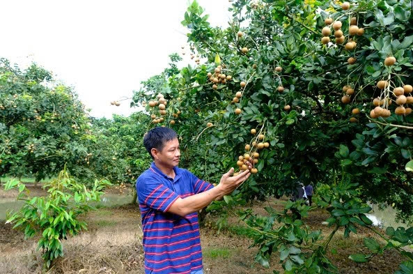Cần Thơ: Phát triển sản xuất gắn với xây dựng nông thôn mới