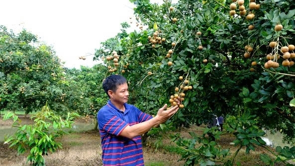 Cần Thơ: Phát triển sản xuất gắn với xây dựng nông thôn mới