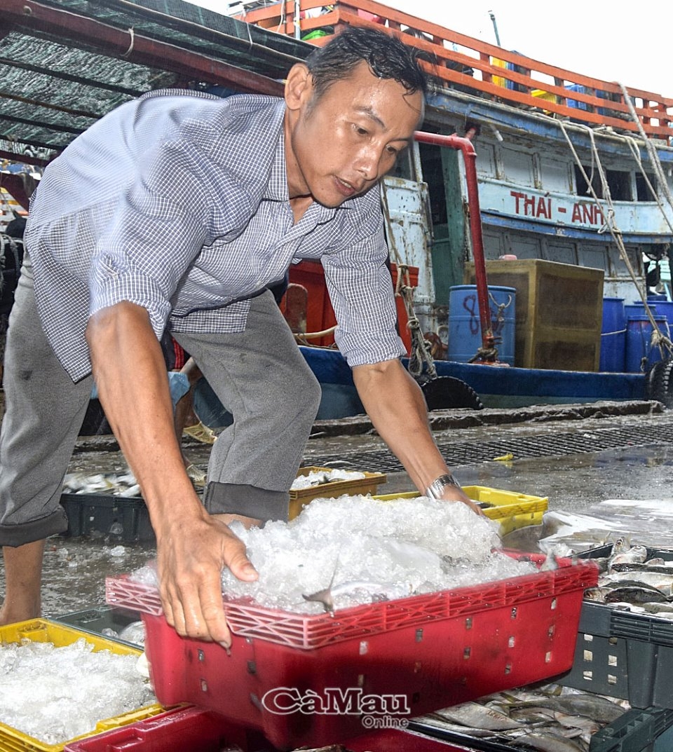 Cà Mau: Ngư dân cần trợ lực để bám biển