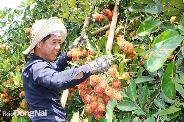 Đồng Nai: Nông dân hưởng lợi từ chương trình OCOP