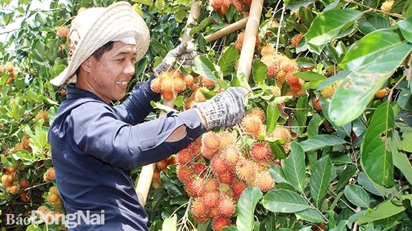 Đồng Nai: Nông dân hưởng lợi từ chương trình OCOP