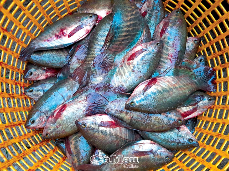 Cà Mau: Thăng trầm cá bổi U Minh