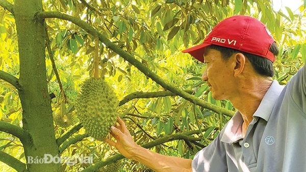 Đồng Nai: Nông dân đi đầu trong phát triển sản xuất, xây dựng nông thôn mới