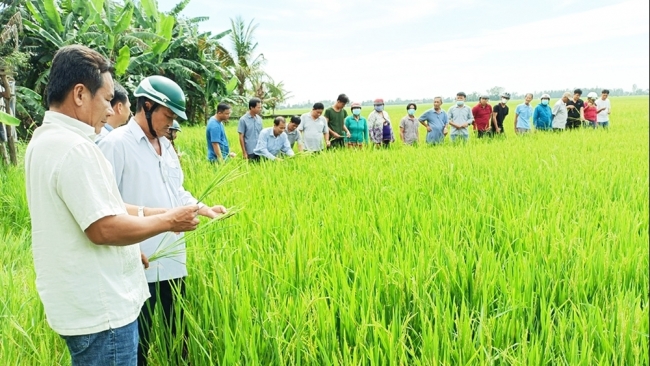 An Giang: Tập huấn kỹ thuật canh tác lúa thân thiện với môi trường cho nông dân huyện Thoại Sơn