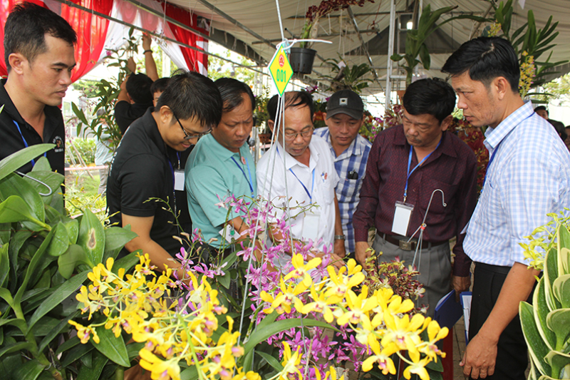 Ban giám khảo chấm giải những tác phẩm về hoa lan của cá nhân, tập thể dự thi.