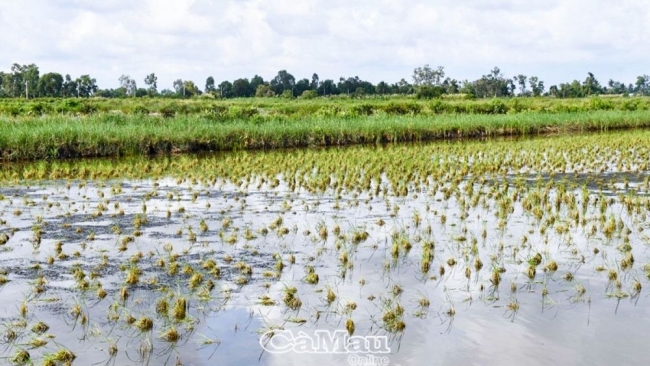 Cà Mau: Chủ tịch UBND tỉnh Huỳnh Quốc Việt kiểm tra tình hình thiệt hại lúa tại huyện Thới Bình