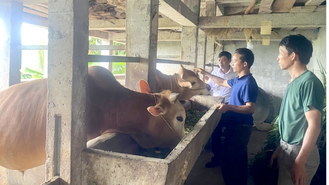 Hà Giang: Yên Minh đẩy mạnh chương trình nông nghiệp trọng tâm