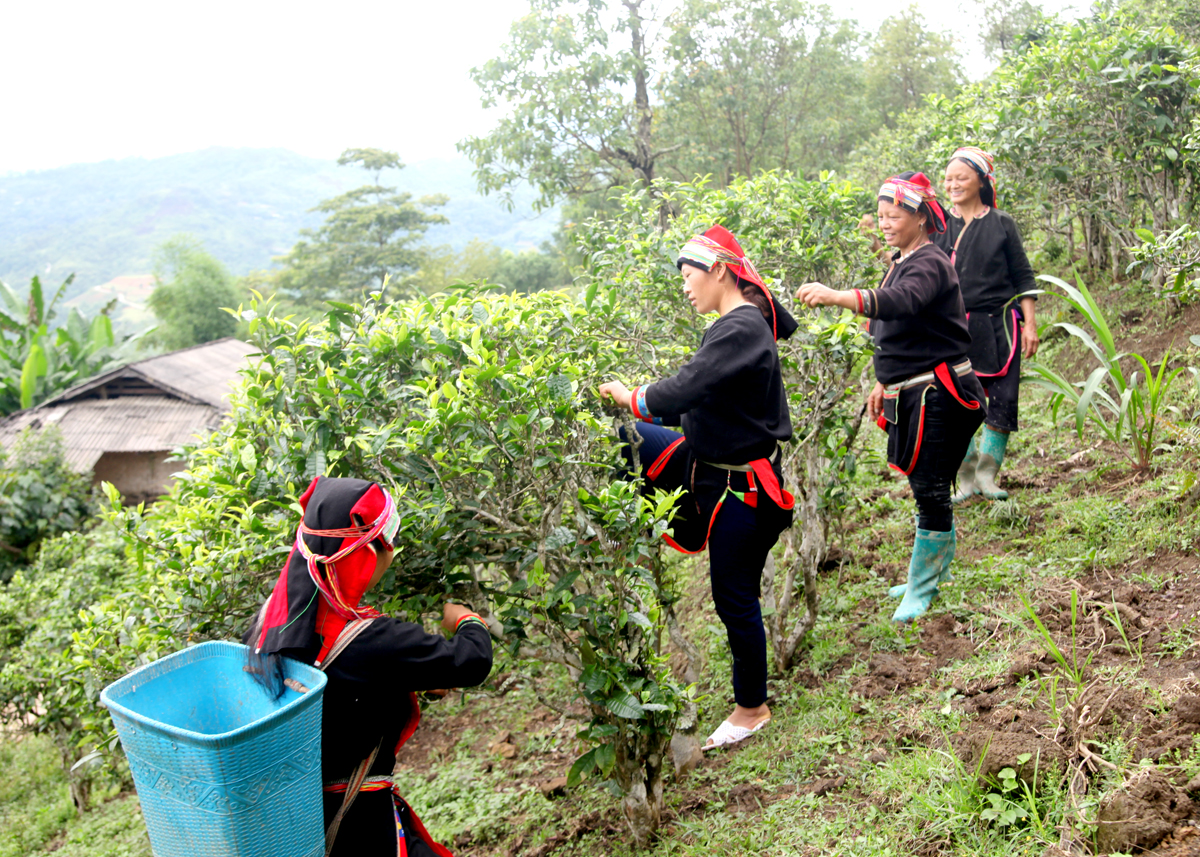 Hà Giang: Yên Minh đẩy mạnh chương trình nông nghiệp trọng tâm