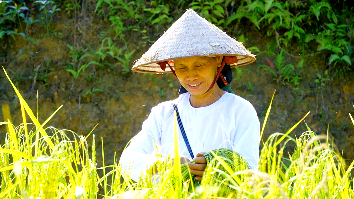 Hà Giang: Dẻo thơm hương cốm Nà Chì