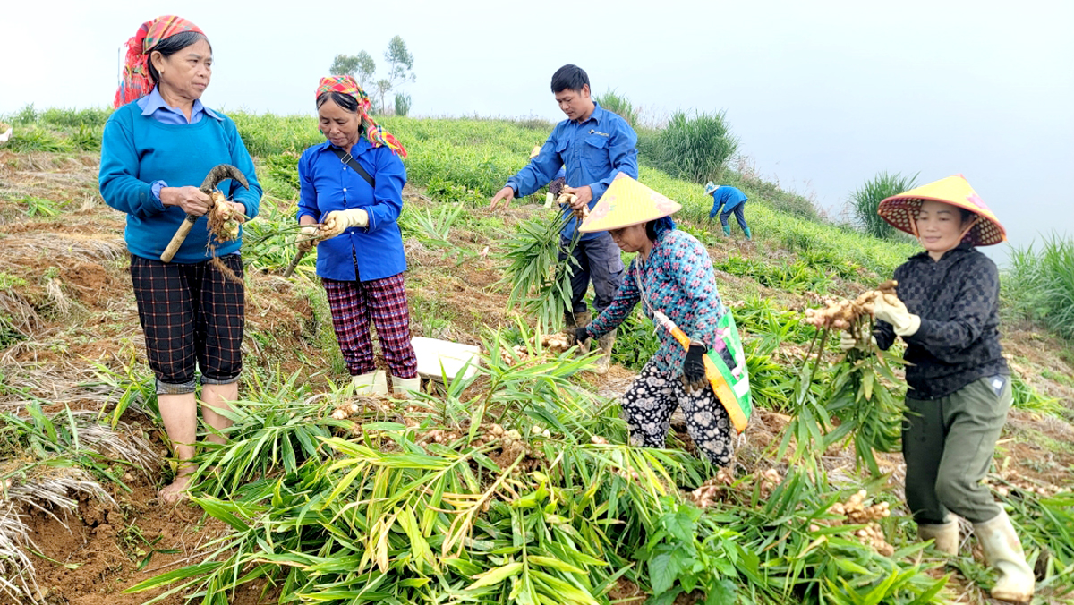 Hà Giang: Xín Mần có 3 mặt hàng nông sản xuất khẩu sang thị trường Nhật Bản