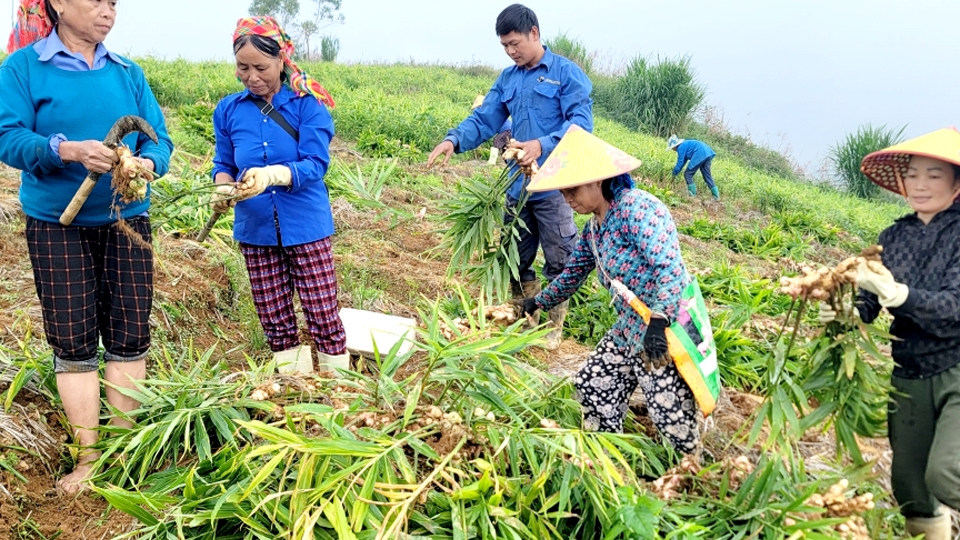 Hà Giang: Xín Mần có 3 mặt hàng nông sản xuất khẩu sang thị trường Nhật Bản