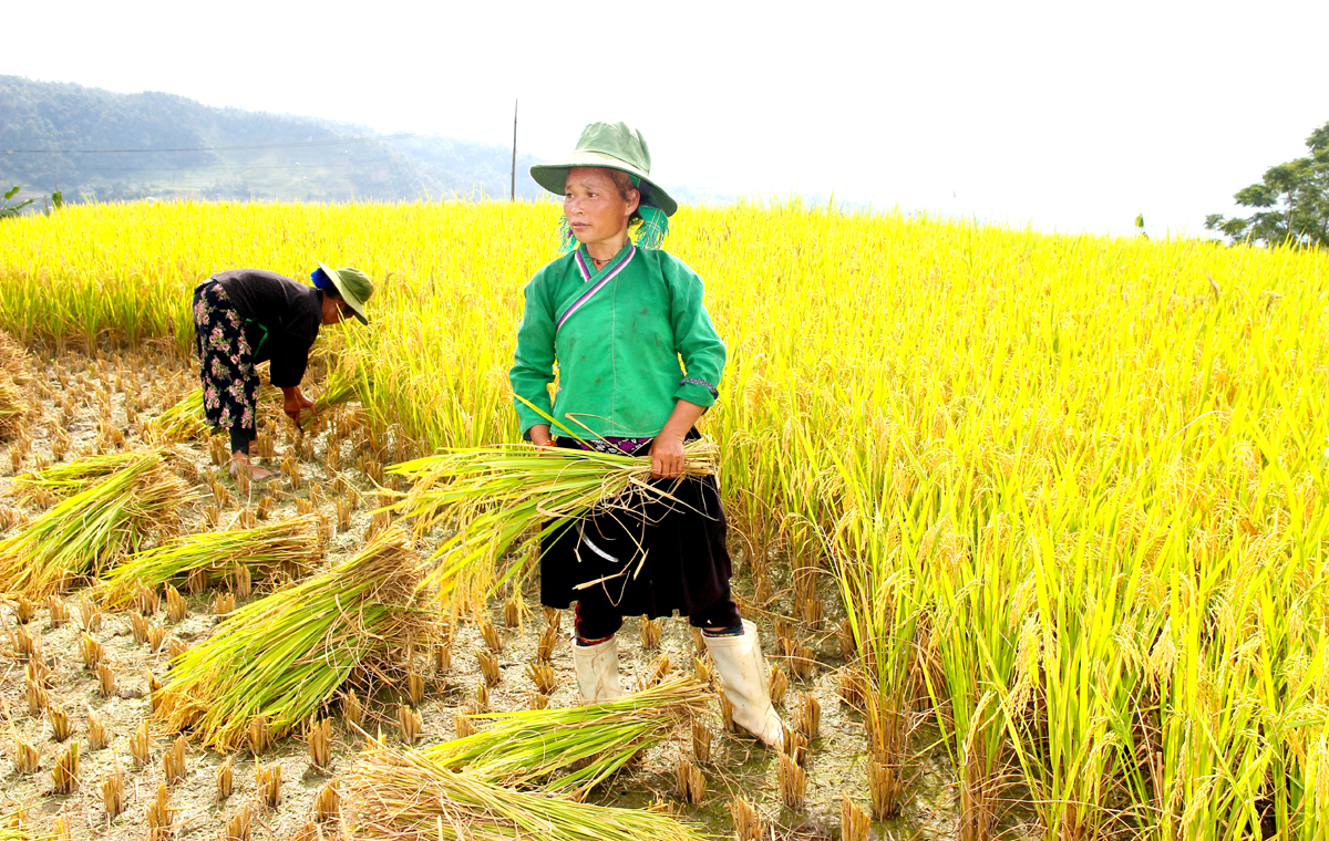 Hà Giang: Rộn ràng mùa gặt