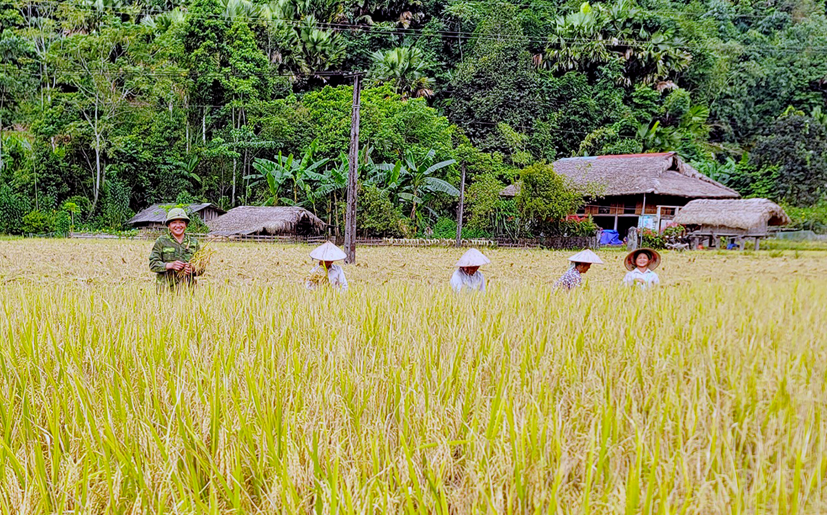 Hà Giang: Rộn ràng mùa gặt