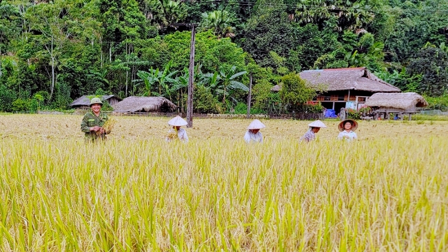 Hà Giang: Rộn ràng mùa gặt