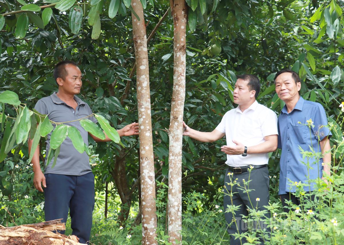 Tuyên Quang: Đồng Tâm phát triển kinh tế rừng