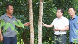 Tuyên Quang: Đồng Tâm phát triển kinh tế rừng