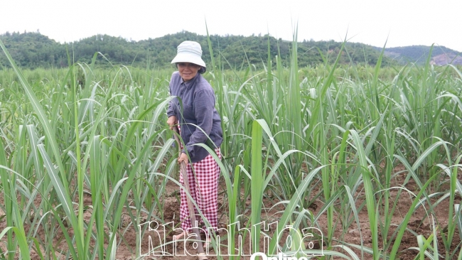 Khánh Hòa: Làm giàu từ đồng ruộng quê hương