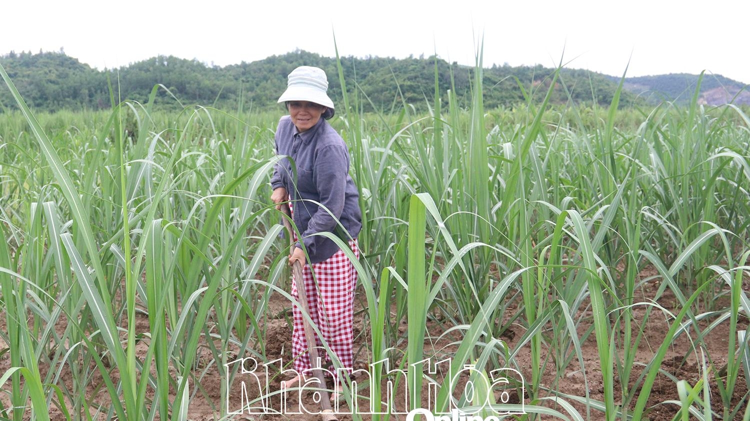 Khánh Hòa: Làm giàu từ đồng ruộng quê hương
