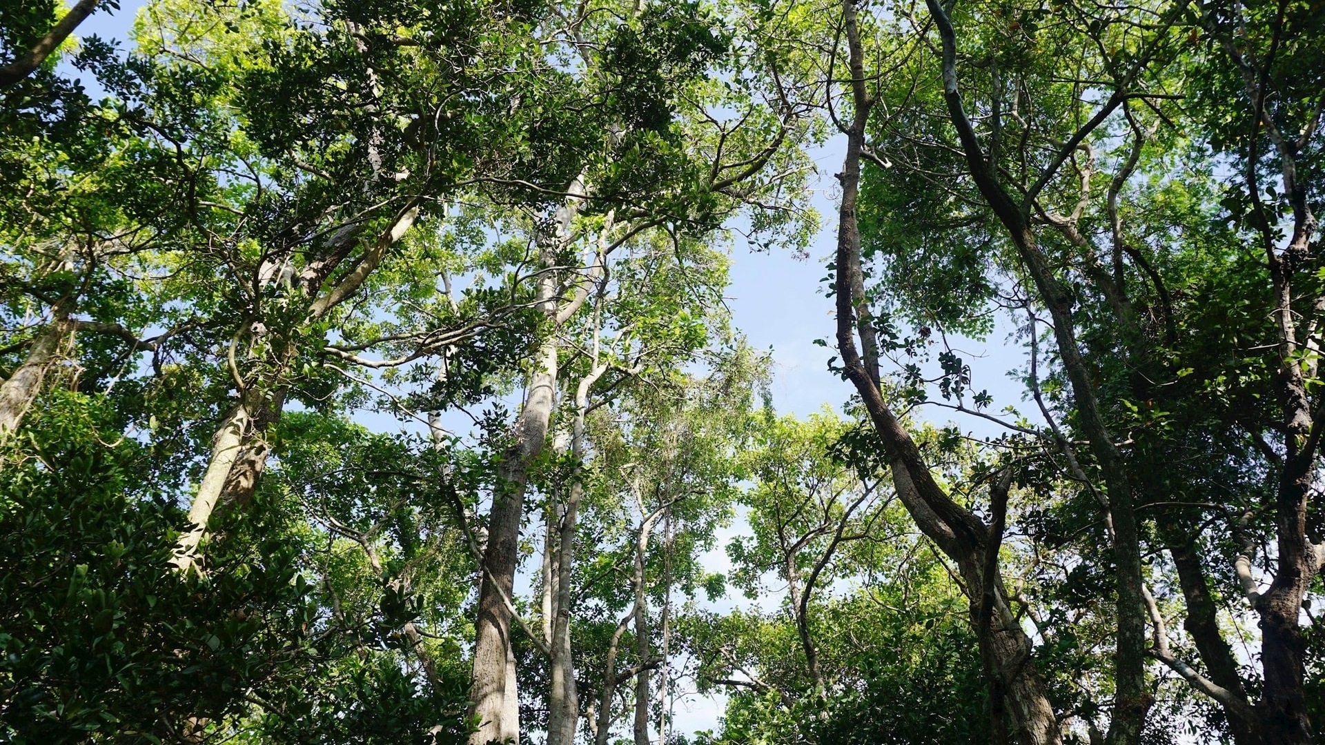 Lâm Đồng: Giữ rừng Tà Kóu