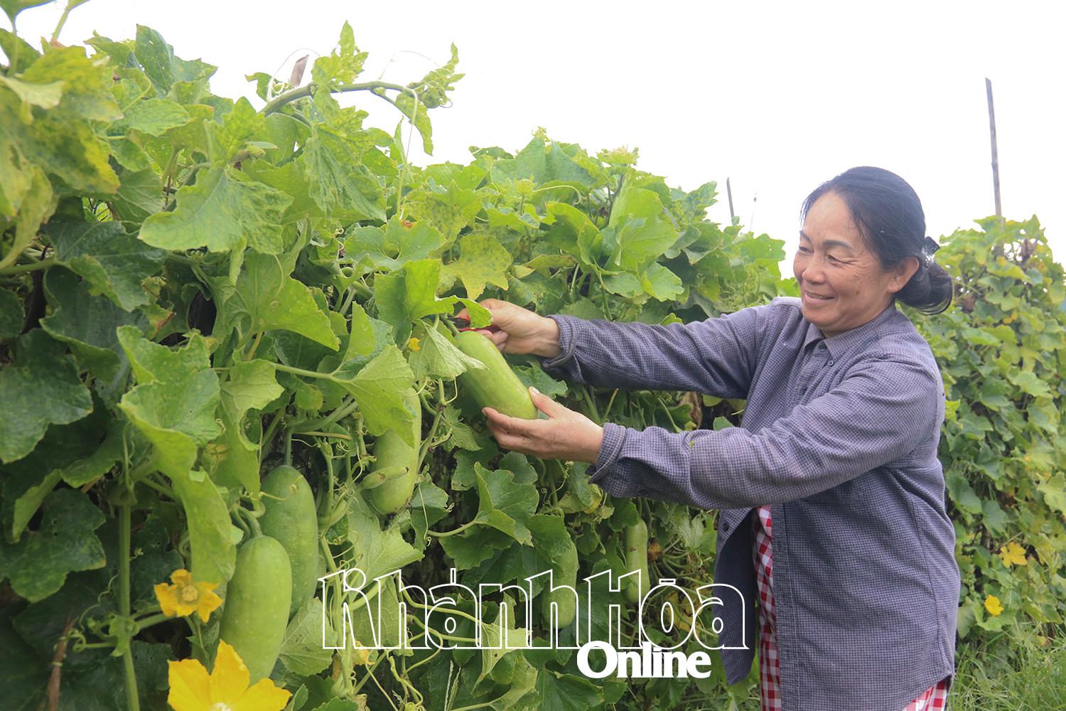 Khánh Hòa: Làm giàu từ đồng ruộng quê hương