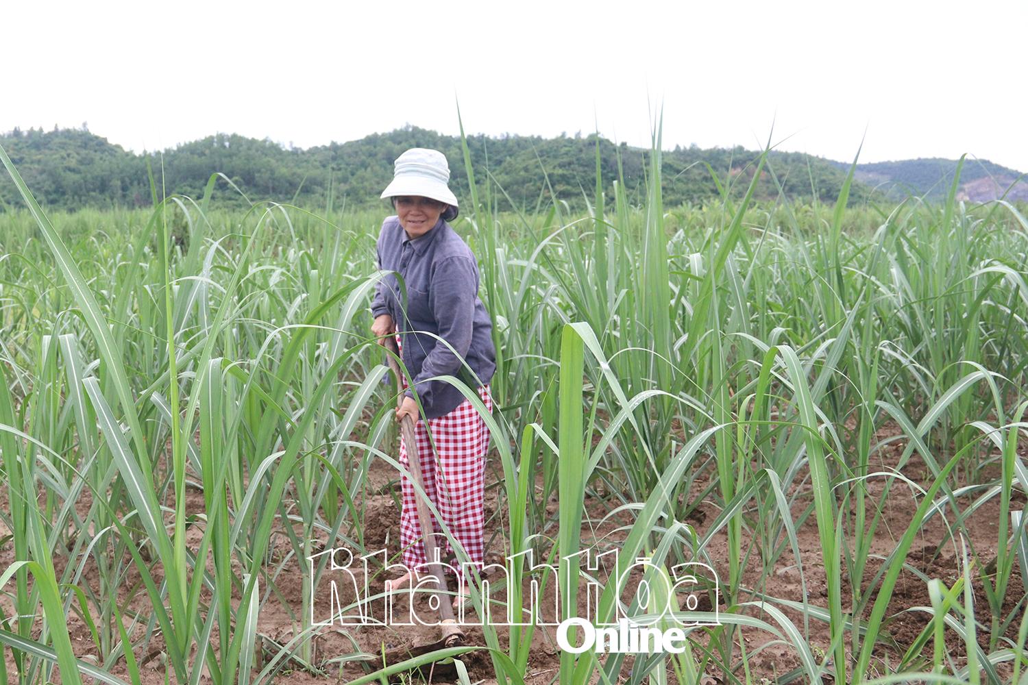 Khánh Hòa: Làm giàu từ đồng ruộng quê hương