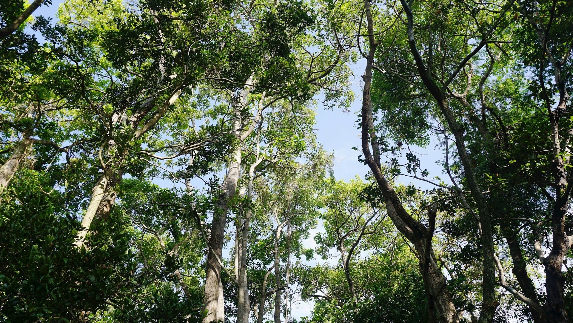 Lâm Đồng: Giữ rừng Tà Kóu